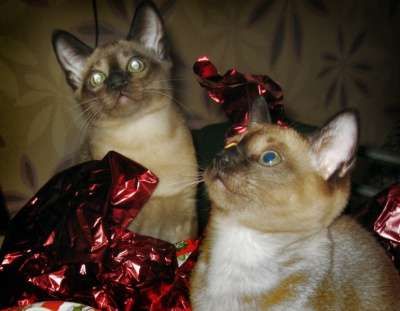 Тонкинские котята в Санкт-Петербурге фото 4