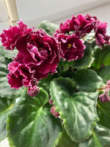 Фиалки в наличии, Анива в Аниве фото 7