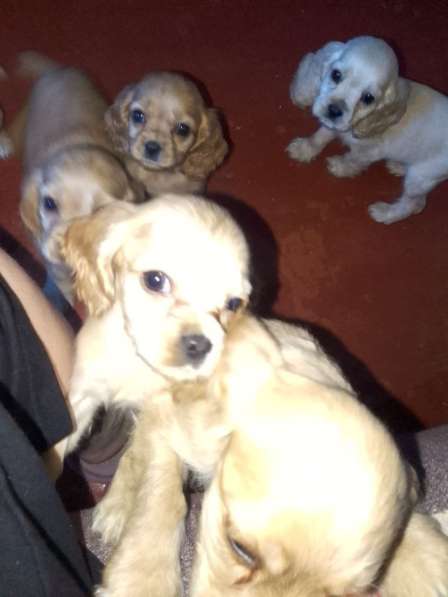 Продаются щенки кокер спаниель в 