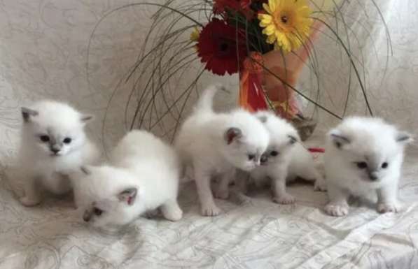 Котята Рэгдолл Девочки