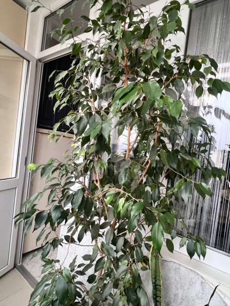 Продается фикус