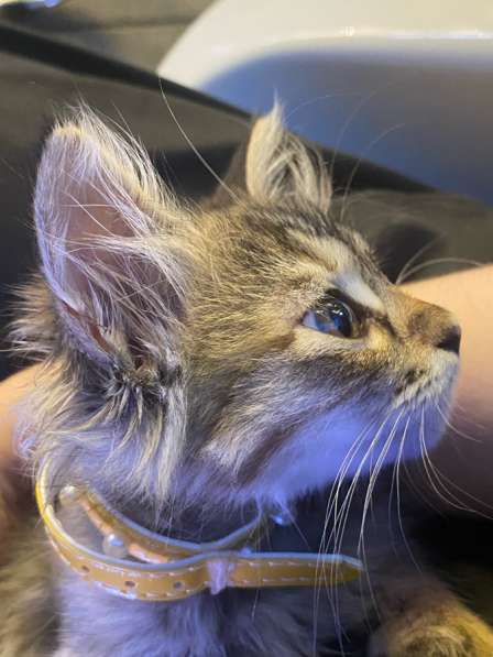 Отдам кошечку в добрые руки! в Махачкале фото 4