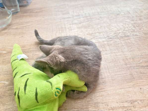 Отдам котенка в добрые руки