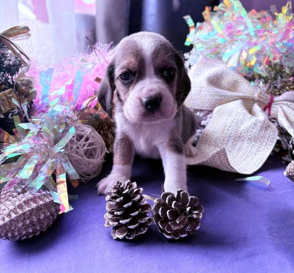 Бигль в Уссурийске