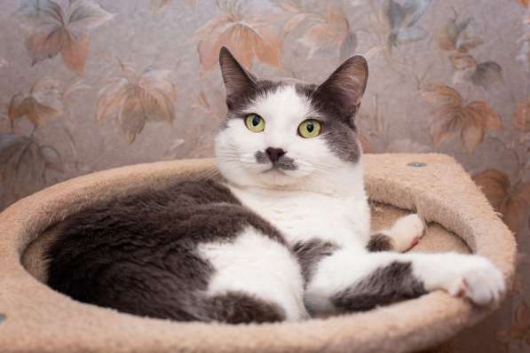 Гладкошерстная кошечка Васёна в дар