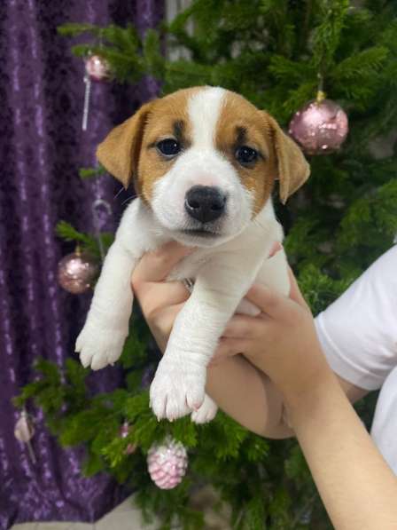 Предлагаются к продаже щенки Джен Рассол Терьер! в Абакане фото 3