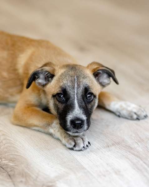 Комочек ласки и нежности Лизи ищет дом в Москве фото 7