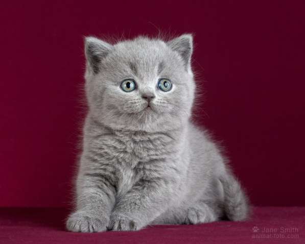 Британские котята голубого окраса, купить