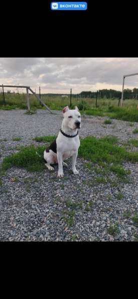 Щенки питбуль в Новосибирске фото 4