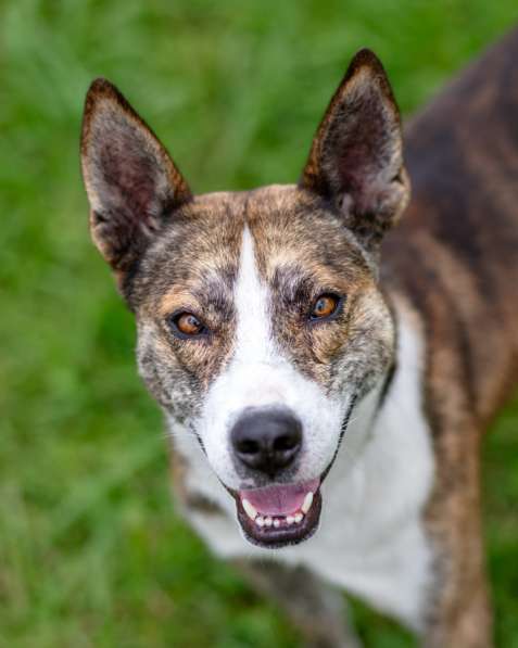 Тайсон ищет дом!!!