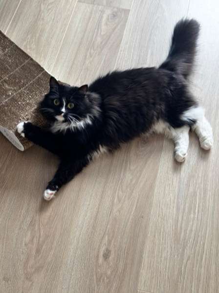 Шикарная черно-белая пушистая кошка Наоми в дар в Москве фото 4