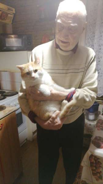 Красивый, мягонький и ручной котик в Санкт-Петербурге фото 9