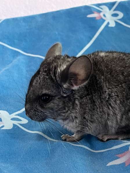 Продам шиншиллу в фото 4