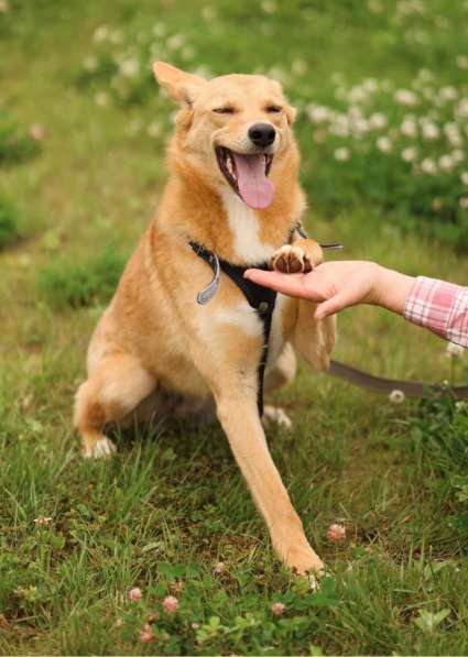 Рыжая маленькая лисичка Фокси в добрые руки в Москве