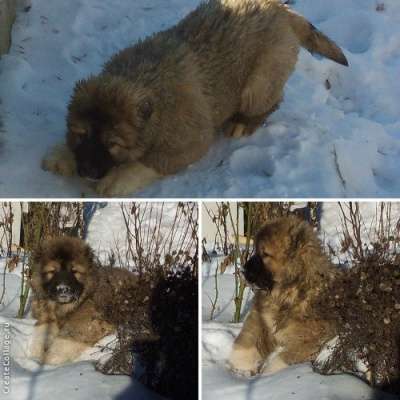 кавказской овчсарки щенок из питомника в Подольске