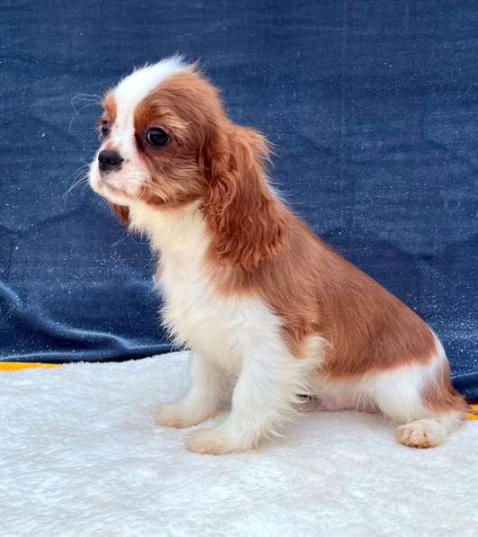 Кавалер кинг чарльз спаниель мальчик бленхейм в Санкт-Петербурге