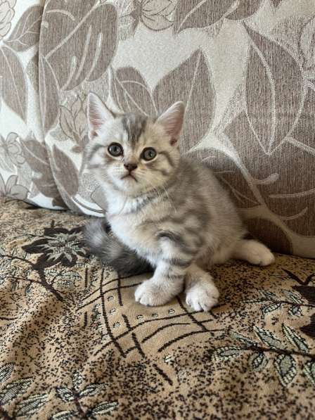 Британские котята