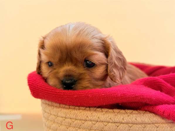 Щенки кавалер Кинг Чарльз спаниель в Москве фото 11