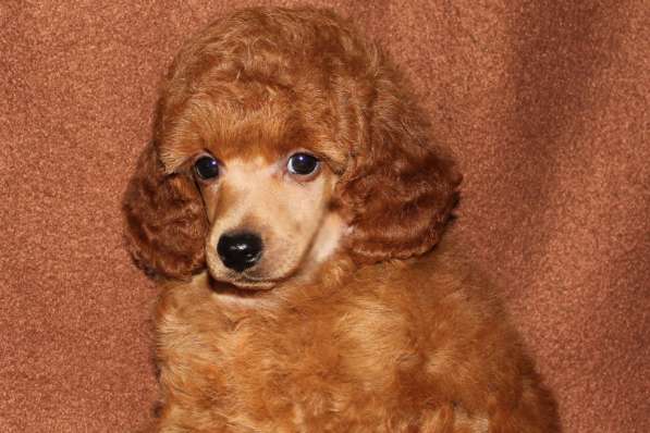 Щенок карликового пуделя в Москве фото 8