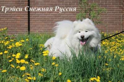 Самоед щенки в Хабаровске фото 4