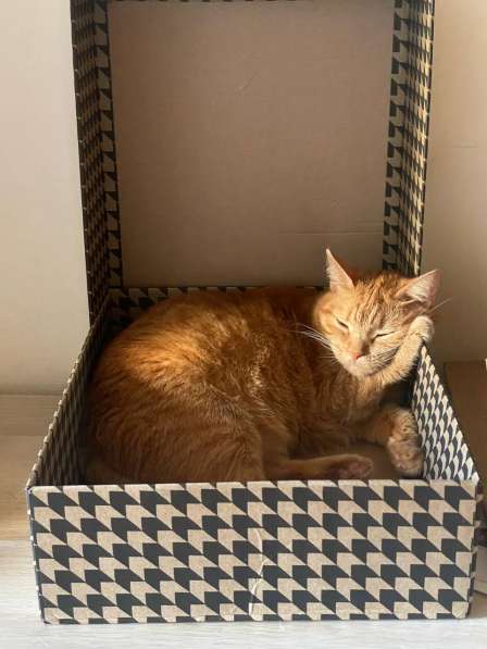 Умная кошка ищет хозяев