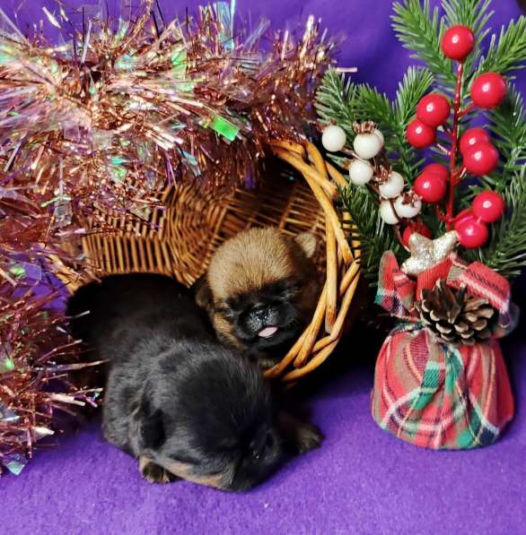 Девочки пти-брабансоны в Москве фото 3