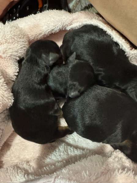 Продаю щенков йоркширский терьер в Волгограде фото 3