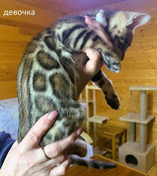 Бенгальские котята клубные в Санкт-Петербурге фото 31