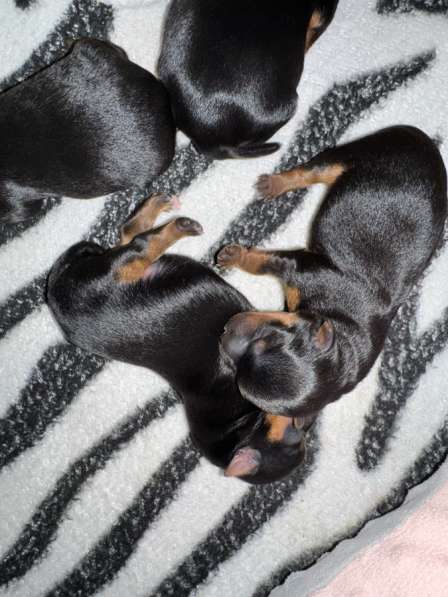 Продаю щенков йоркширский терьер в Волгограде