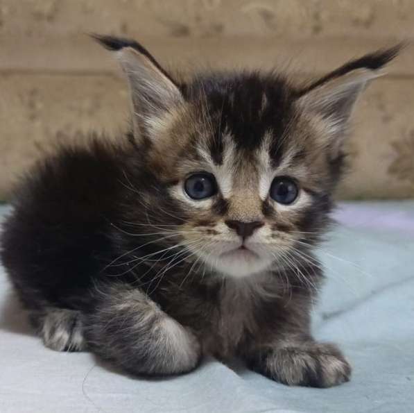 Котята Мейн-кун
