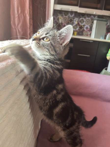 Котята в Белово фото 7