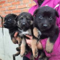 Продам щенков чистокровных Немцев, в Белгороде