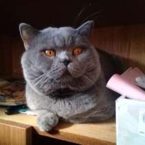 Вязка : Опытный Шотландский кот-Красавец.кот на вязку, в Москве
