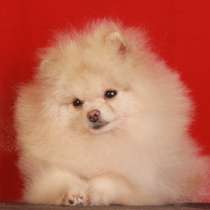 Померанский шпиц щенок мальчик, питомник РКФ, в Москве