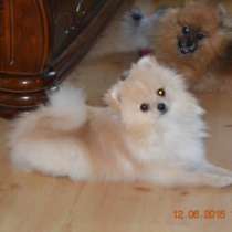 Домашний любимец, в Санкт-Петербурге