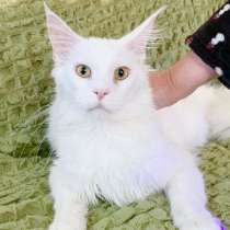 Белоснежный Пломбир, котенок-подросток мейн-кун ищет дом, в г.Москва