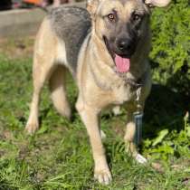 Статная Лайка - красивая собака с отличным характером ищет д, в Москве