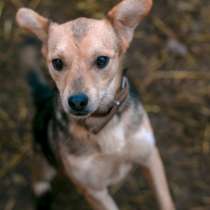 Молодой метис той-терьера Киди ищет дом, в Москве
