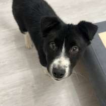 Собачка в добрые руки, в Санкт-Петербурге