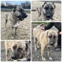 Пёс Булат даром, в Москве