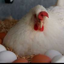 Куры несушки с доставкой от 10 шт, в Тихорецке