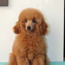 Той-пудель девочка, в г.Москва