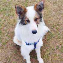 Красивая собачка ищет дом, в Москве