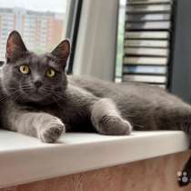 Молодая кошечка Мизери, британское сокровище в дар, в Москве