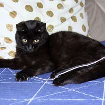Черная жемчужина Бусинка, ласковый котенок-подросток в дар, в г.Москва