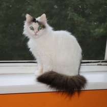 Пушинка ищет дом!, в Фрязине