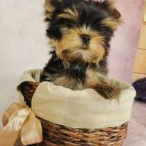 Щеночки Йорк Терьеры, в Волгограде