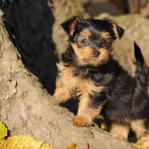 Йоркширский терьер Мурманск, в Мурманске