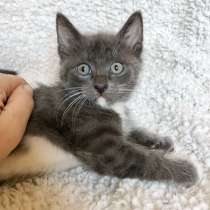 Кошачий ангел котенок Сапфир в добрые руки, в Москве
