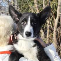 В поисках дома красавец Балу!, в Москве